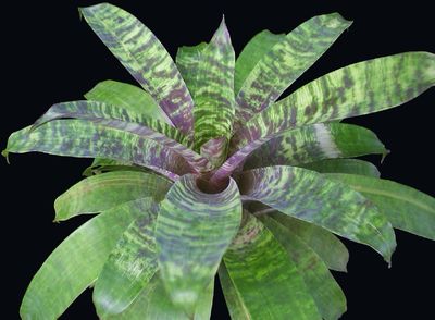 Goudaea ospinae var. gruberi - Bromeliad