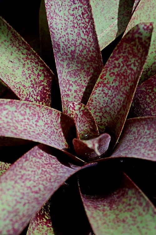 Vriesea saundersii - Bromeliad