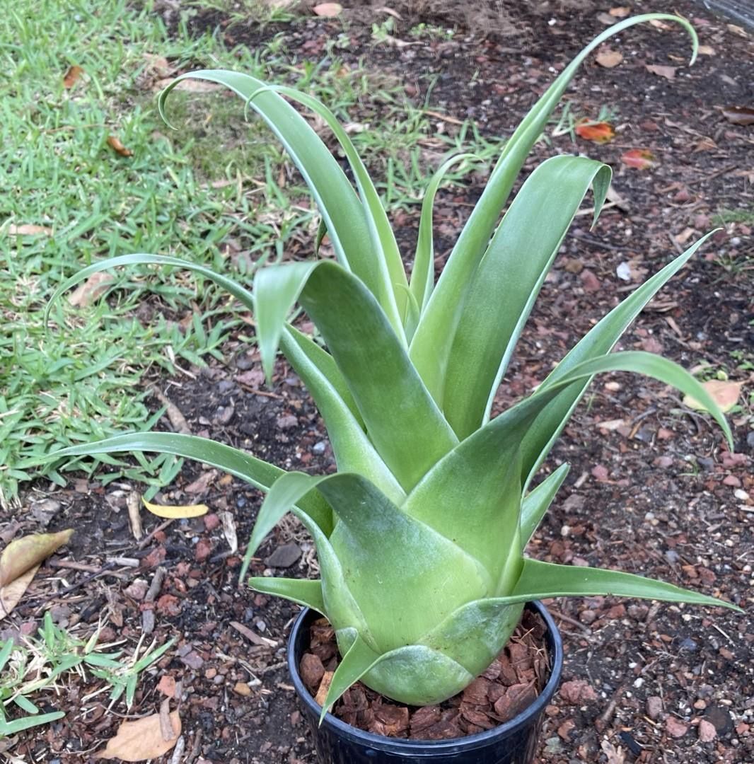 Catopsis subulata - Bromeliad