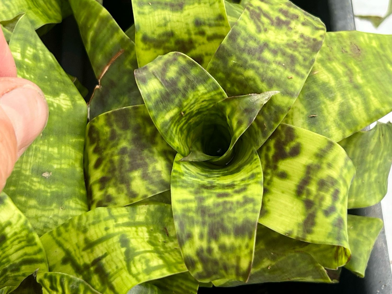 Goudaea ospinae var. gruberi - Bromeliad