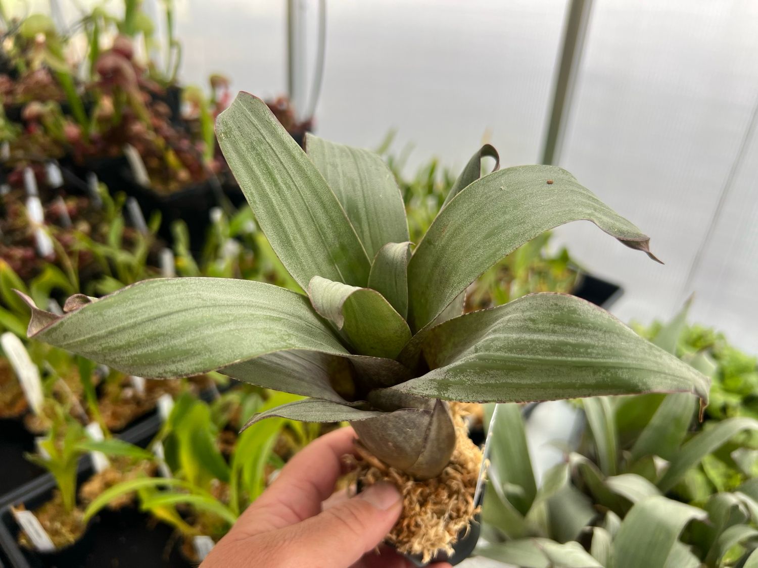 Vriesea saundersii - Bromeliad