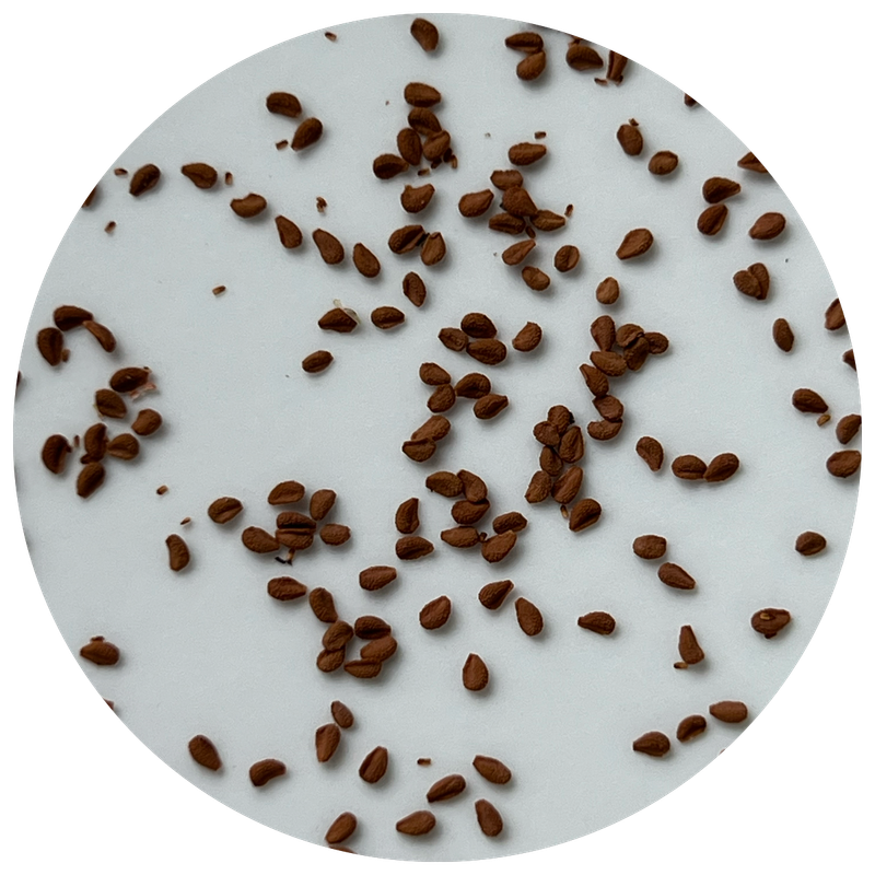 SEEDS FOR SALE