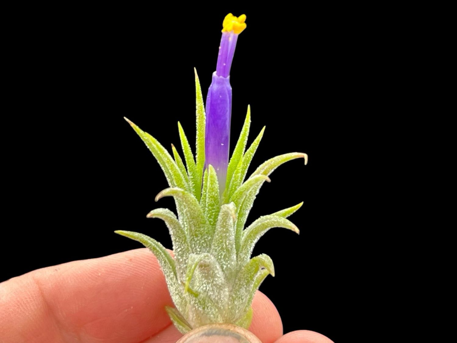 Tillandsia ionantha - Mexico Type 2