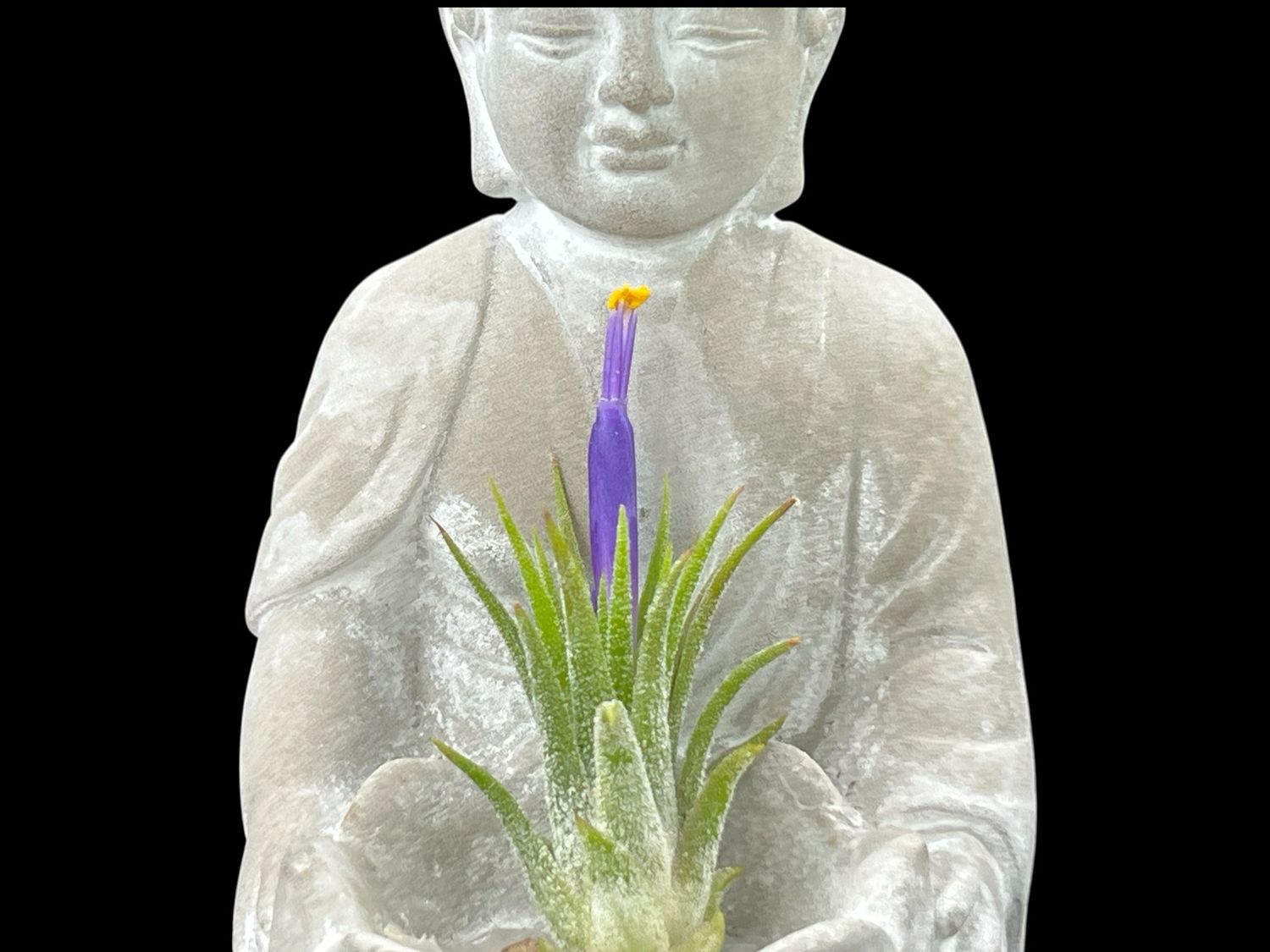 Tillandsia ionantha - Mexico Type 2