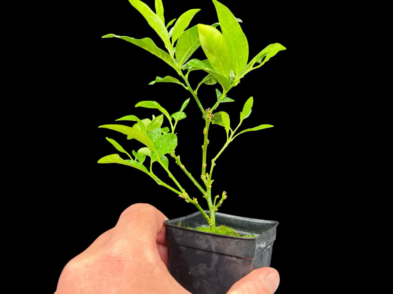 Limequat -  Dwarf citrus