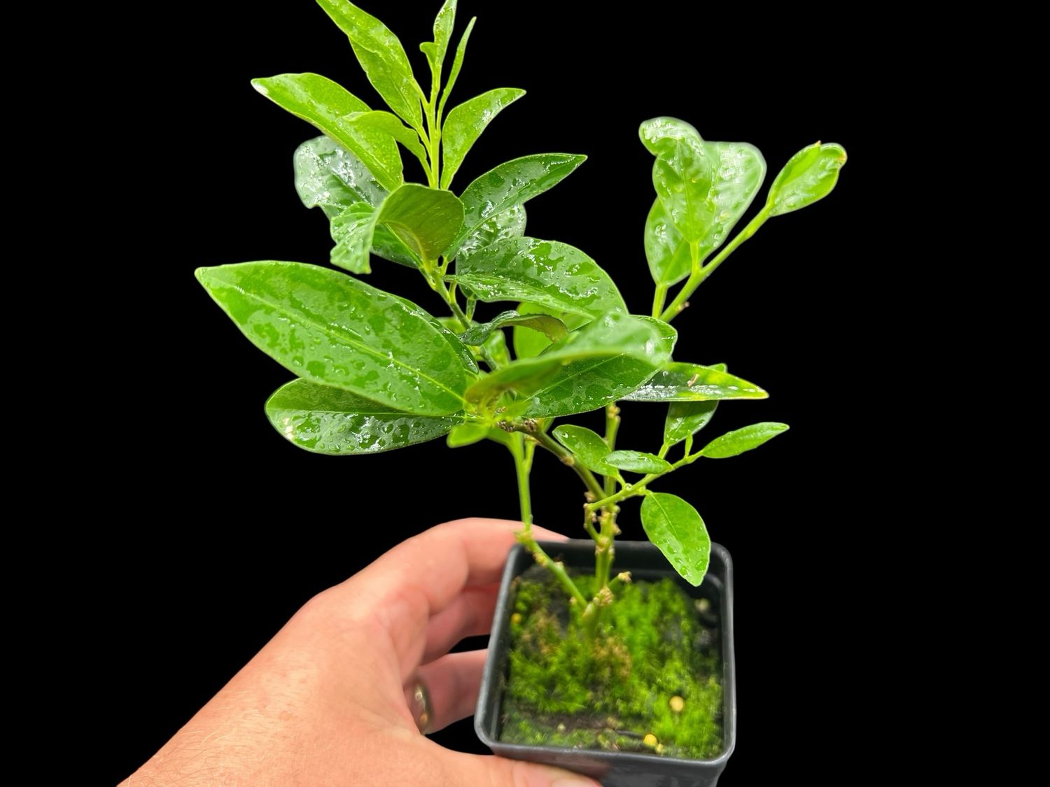 Lime＊休業中＊様 Limequat - Dwarf citrus