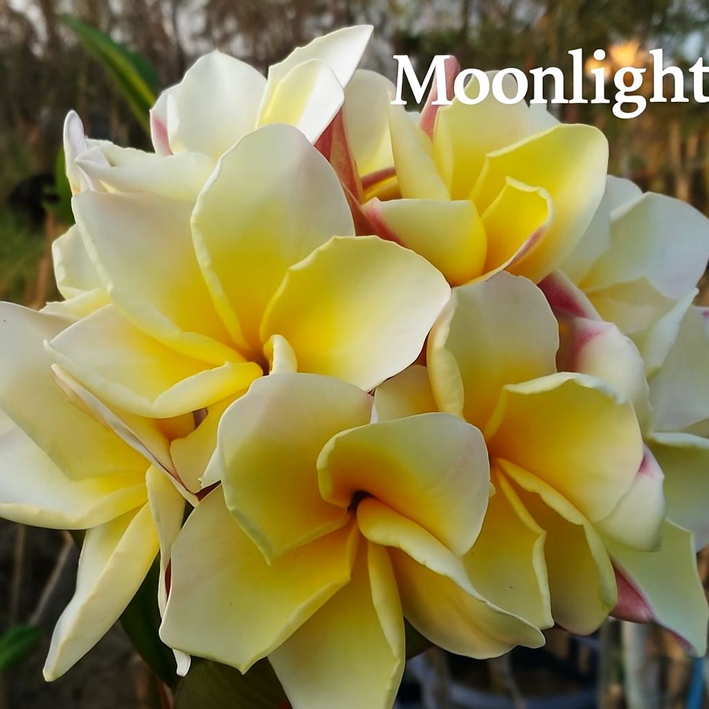 Plumeria Frangipani Tree - Moonlight