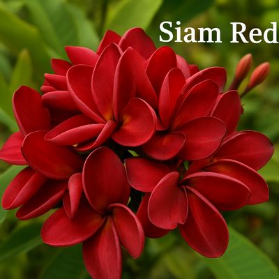 Plumeria Frangipani Tree - Siam Red