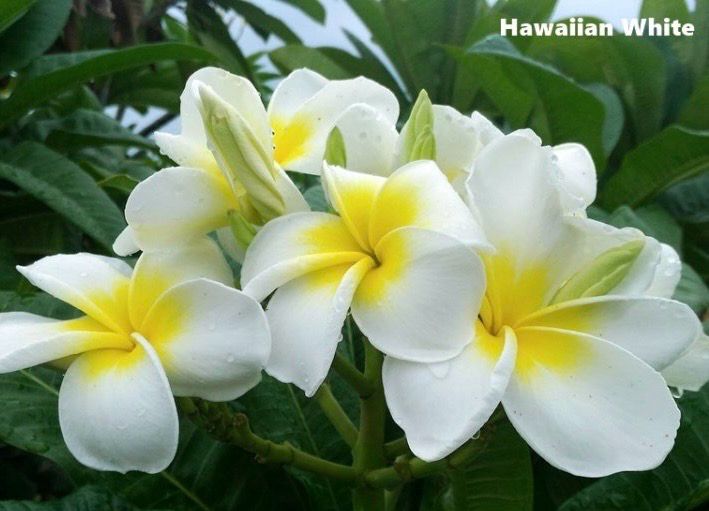 Plumeria Frangipani Tree - Hawaiian White