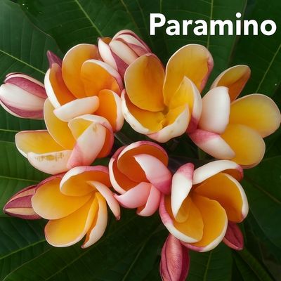 Plumeria Frangipani Tree - Paramino
