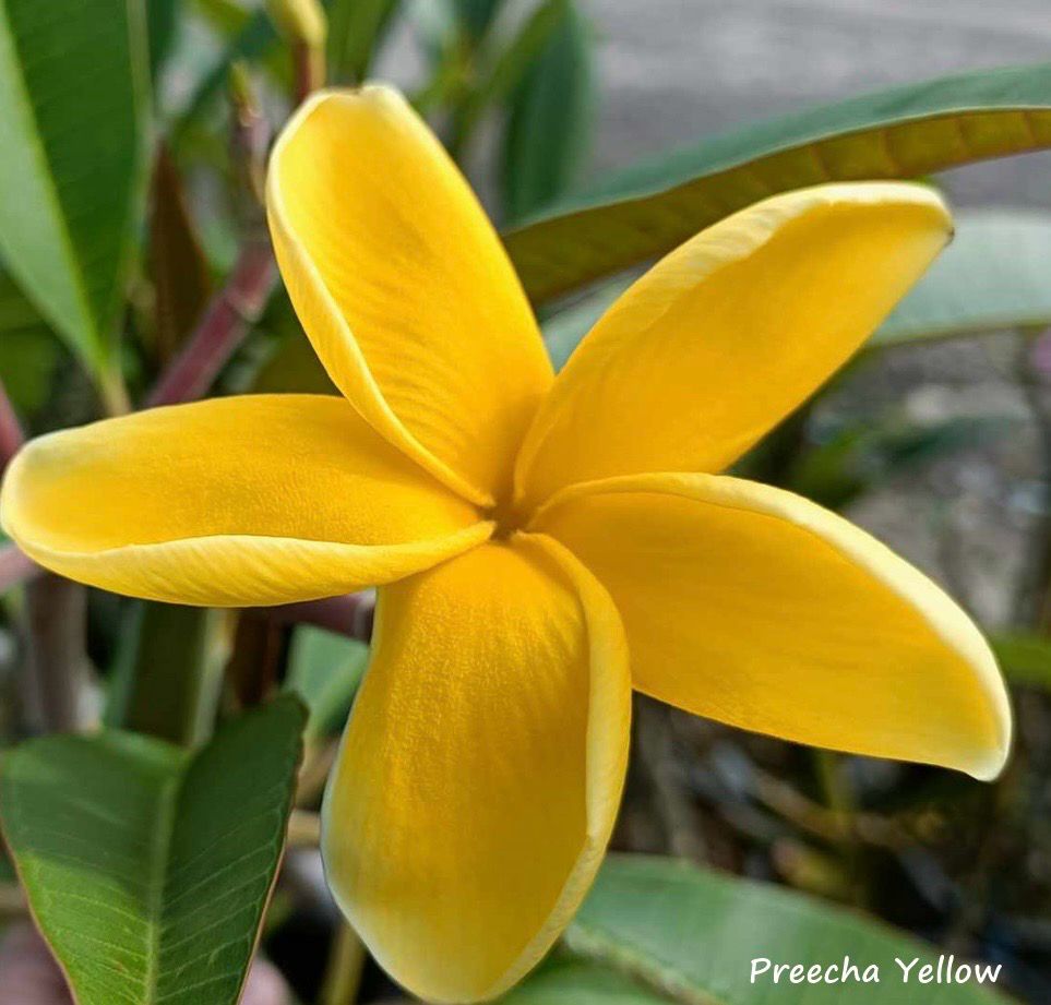 Plumeria Frangipani Tree - Preecha Yellow