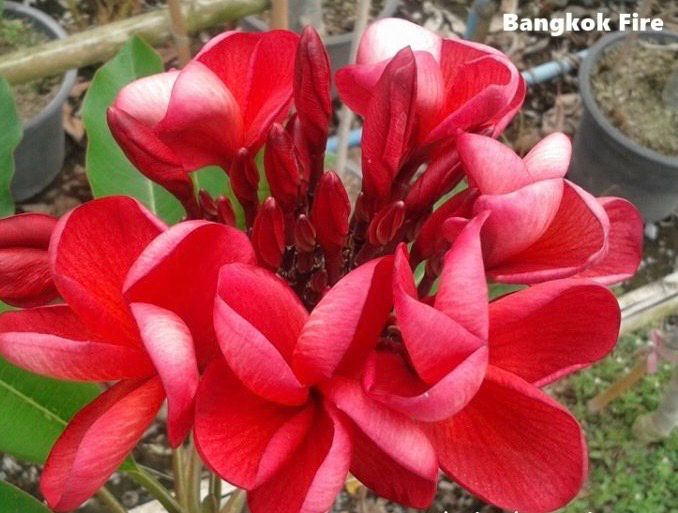 Plumeria Frangipani Tree - Bangkok Fire - Only 1 Available!