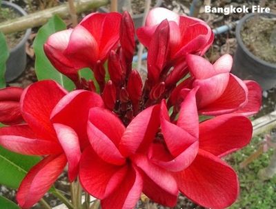 Plumeria Frangipani Tree - Bangkok Fire - Only 1 Available!