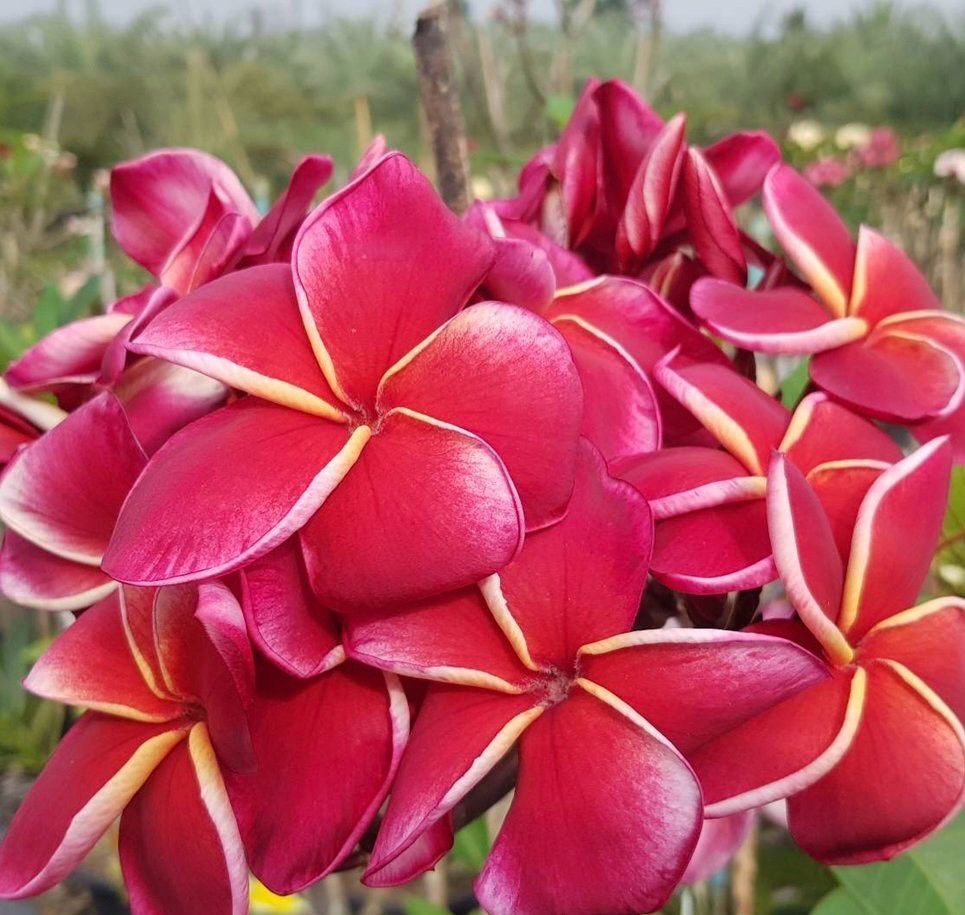 Plumeria Frangipani Tree - Gina Red