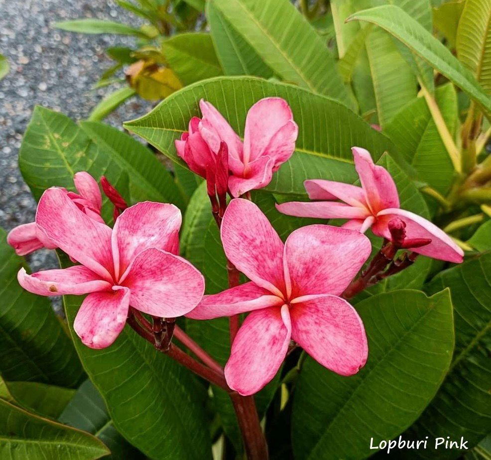 Plumeria Frangipani Tree - Lopburi Pink