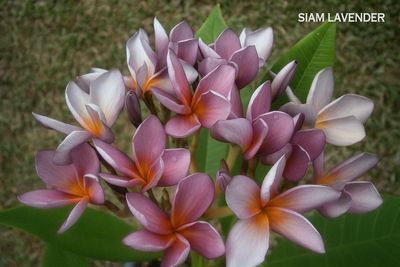 Plumeria Frangipani Tree - Siam Lavender