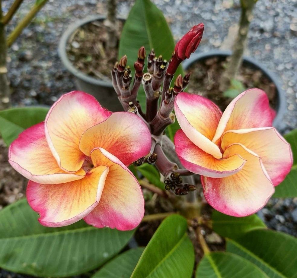 Plumeria Frangipani Tree - Pink Diamond