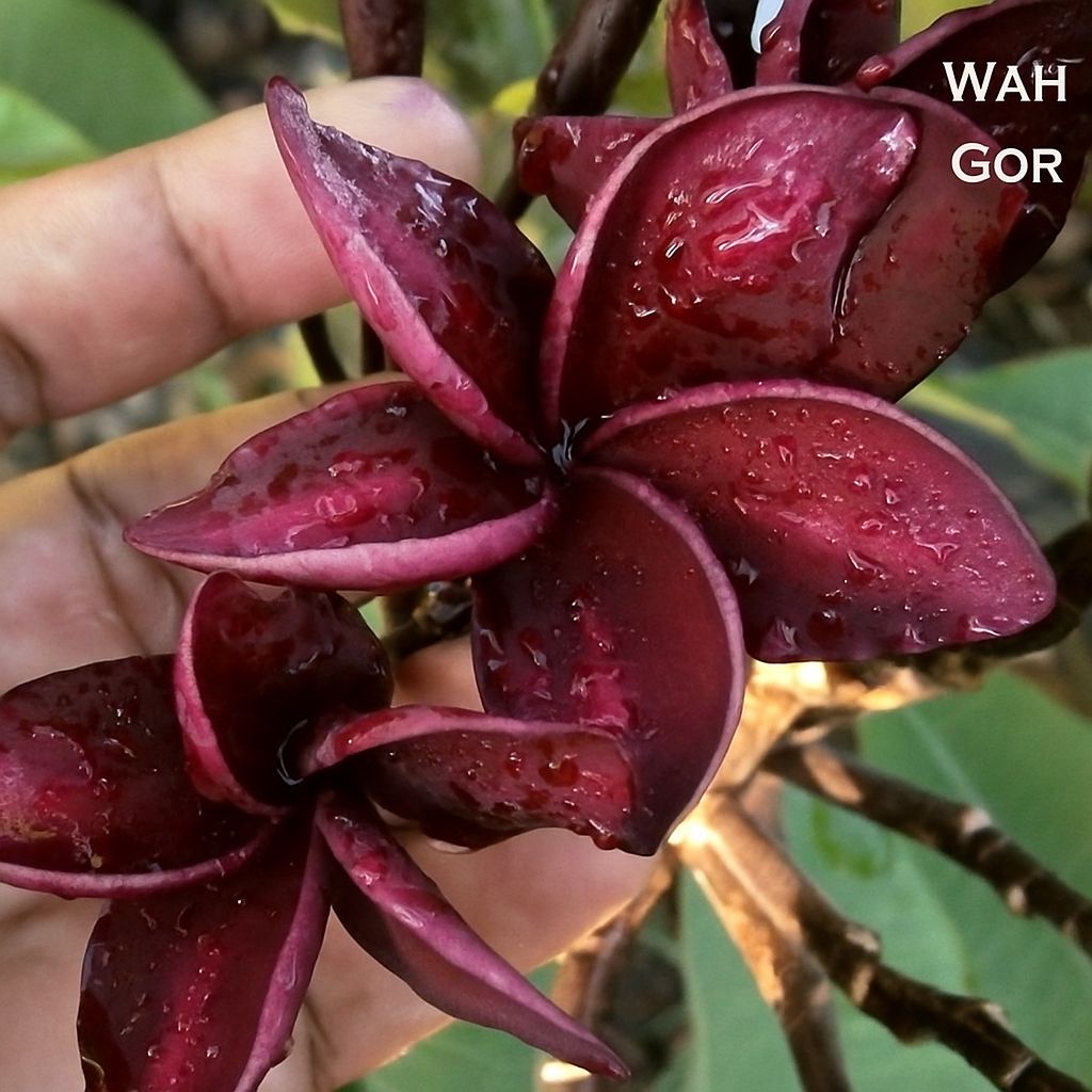Plumeria Frangipani Tree - Wah Gor  - Only One Available!