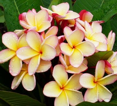 Plumeria Frangipani Tree - Puang Hyok