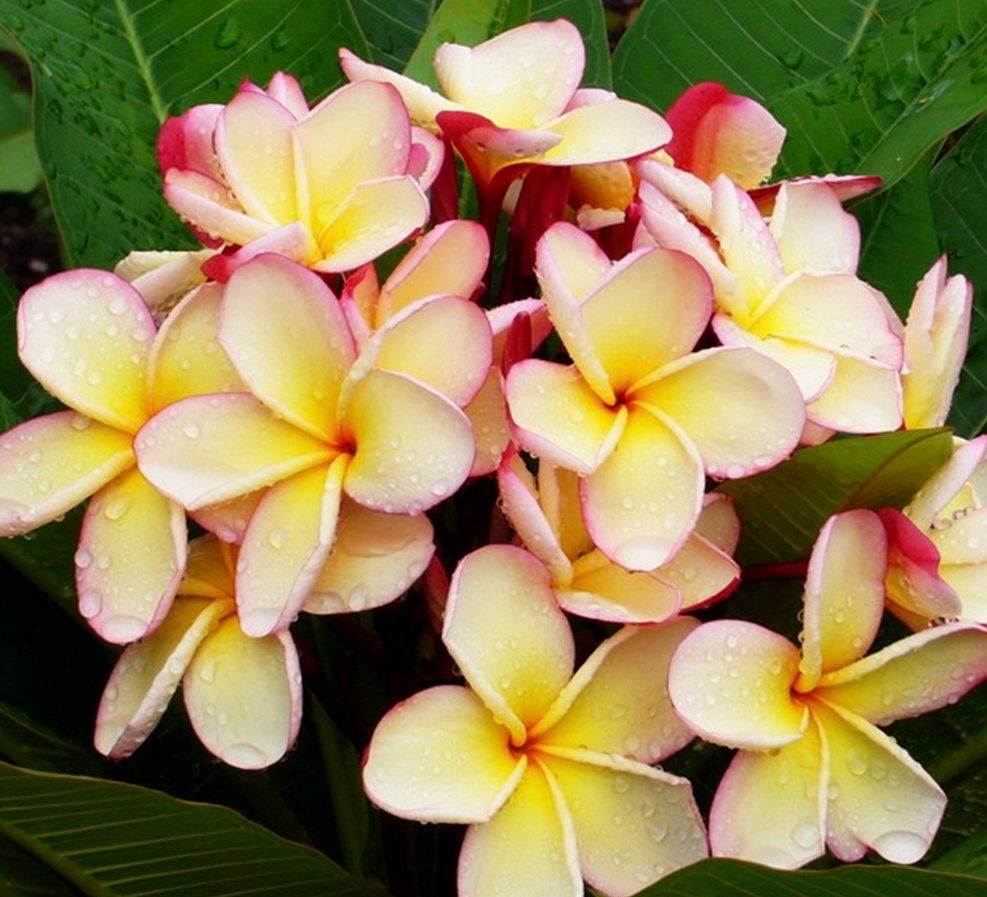 Plumeria Frangipani Tree - Puang Hyok
