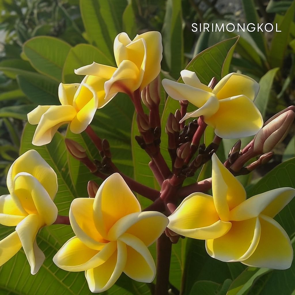 Plumeria Frangipani Tree - Sirimongkol