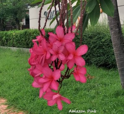 Plumeria Frangipani Tree - Amazon Pink