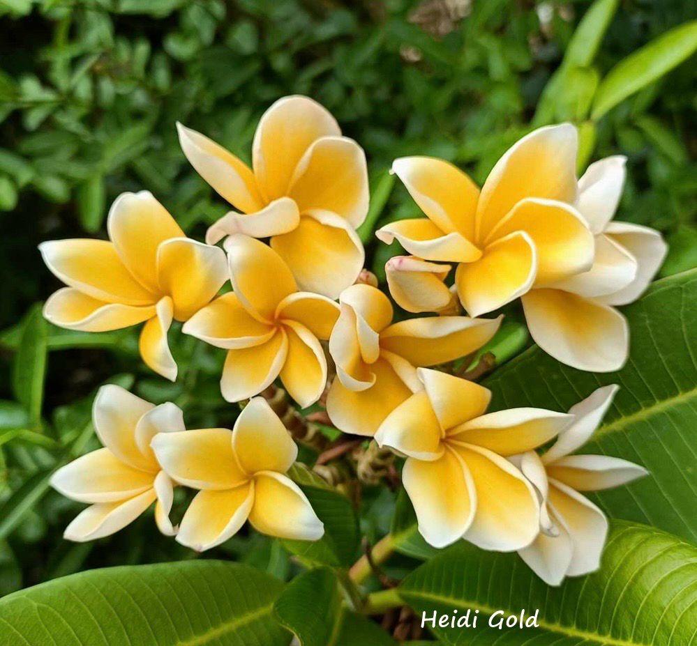 Plumeria Frangipani Tree - Heidi Gold
