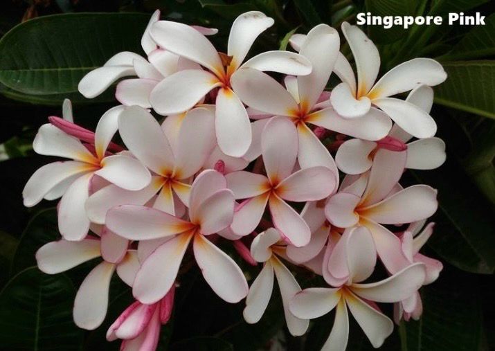 Plumeria Frangipani Tree - Singapore Pink (Dwarf)