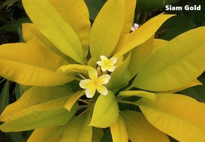 Plumeria Frangipani Tree - Siam Gold (Variegated)  Only 1 Available!