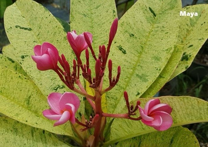 Plumeria Frangipani Tree - “Maya” (Variegated)