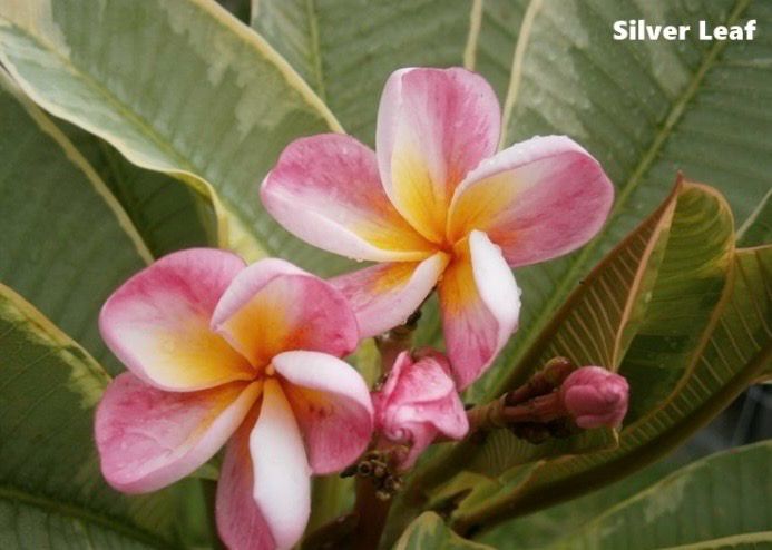 Plumeria Frangipani Tree - Silver Leaf (Variegated)