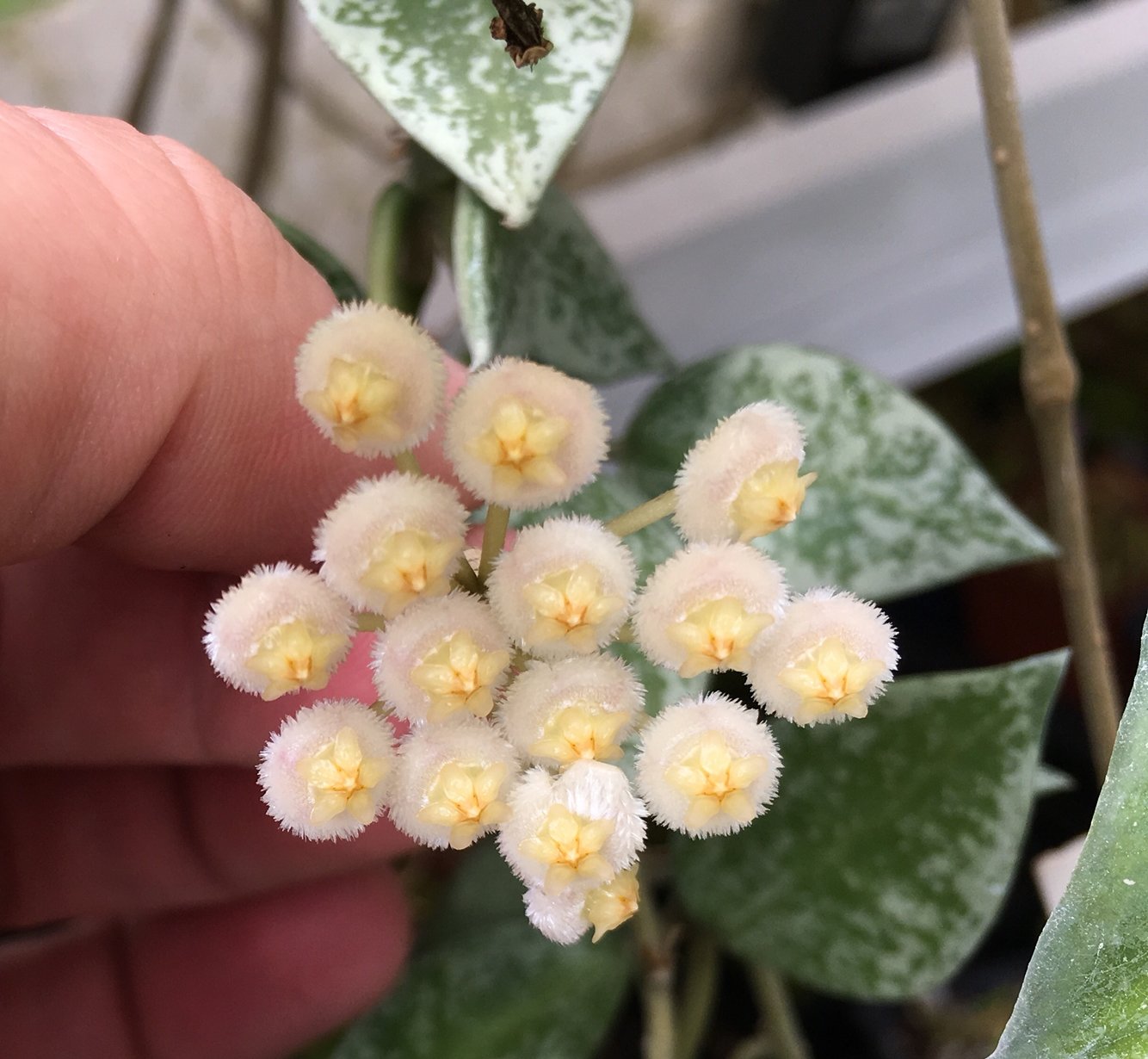 Hoya krohniana "eskimo" (Unrooted Cutting)