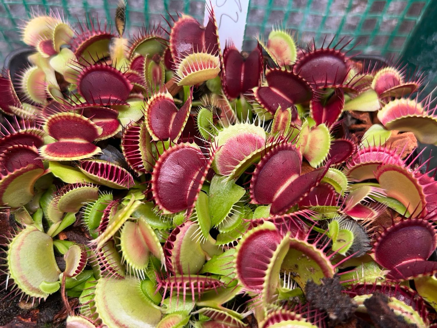 Dionaea muscipula B52 Giant Venus Flytrap (small)