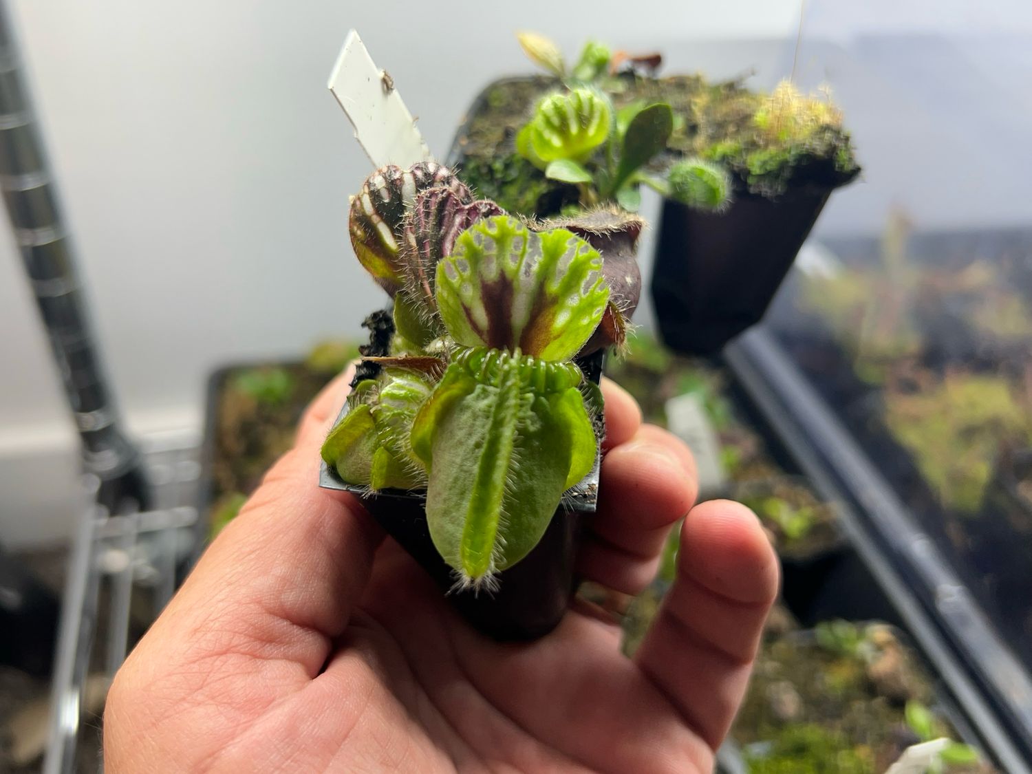 Cephalotus Hummers Giant Carnivorous plants for sale Canada