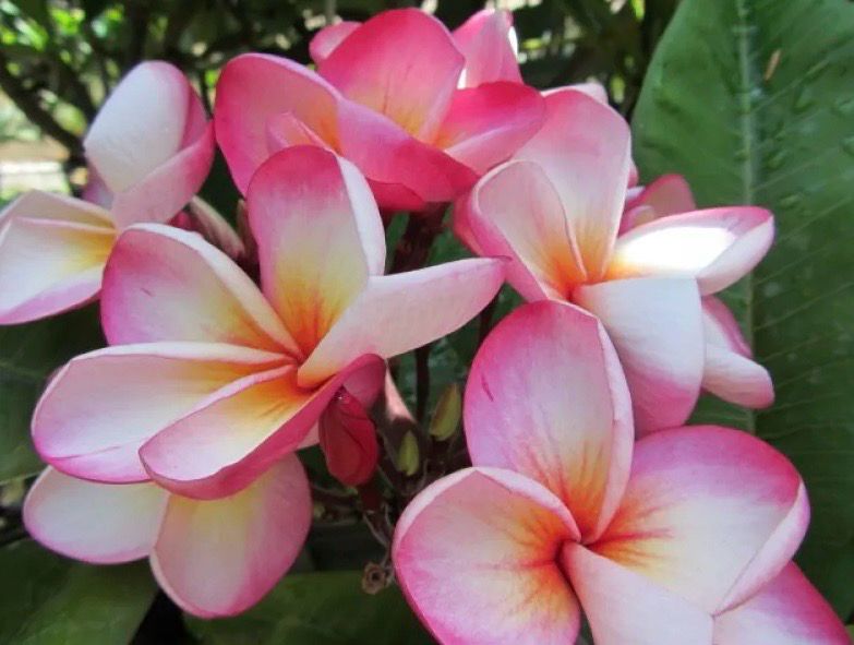 Plumeria Frangipani Tree - Pink Diamond