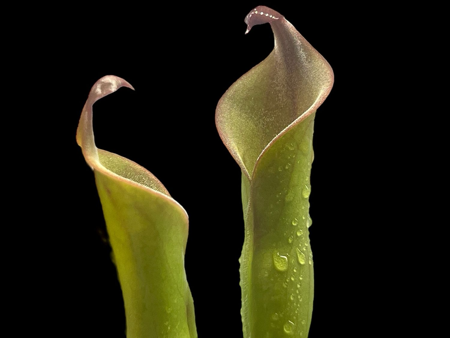 Heliamphora neblinae- Cerro Neblina