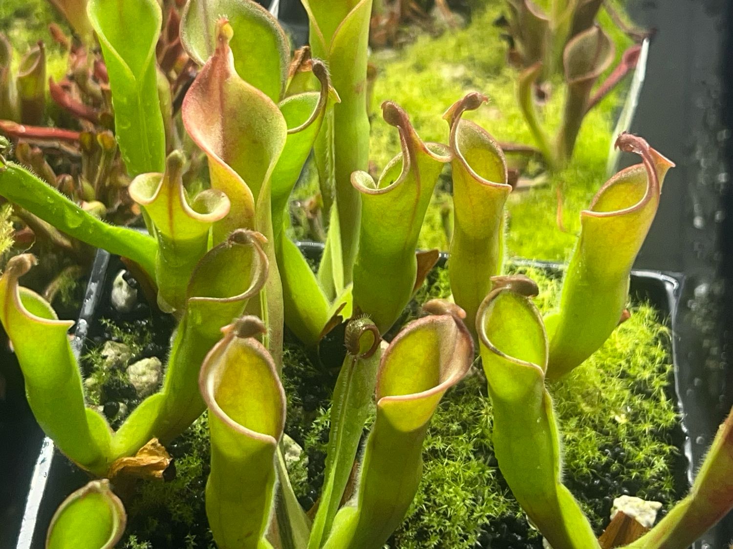 Heliamphora neblinae- Cerro Neblina