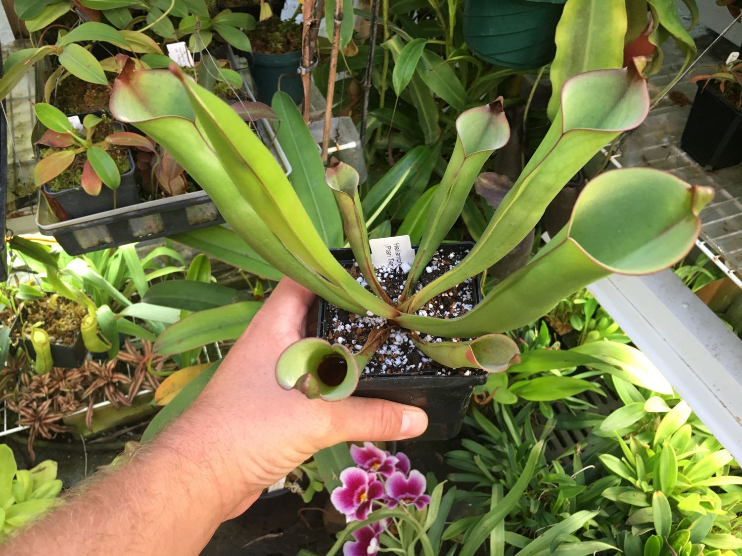 Heliamphora purpurascens - Adult Pitchers