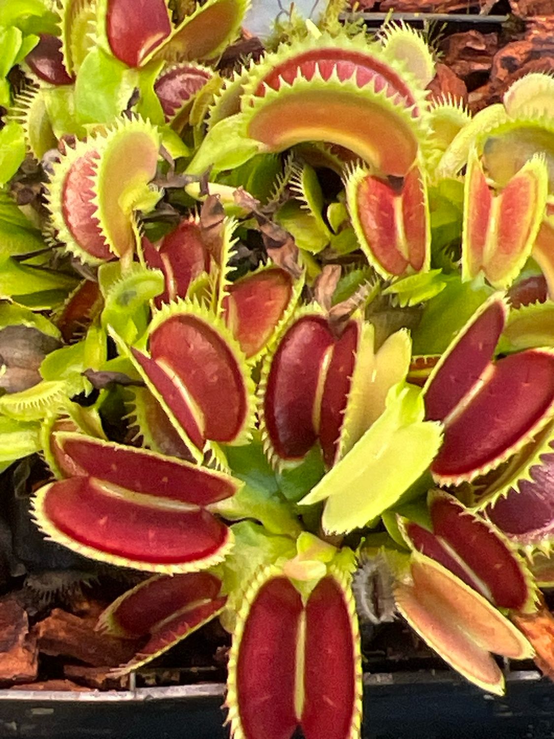 Dionaea muscipula &#39;&#39;BCP Clone 03-01’’ Amazing Giant Clone! (small)