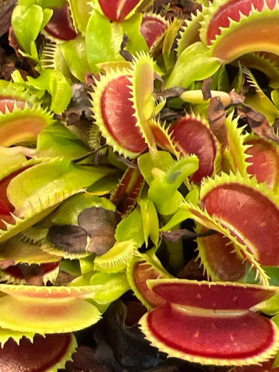Dionaea muscipula ''BCP Clone 03-01’’ Amazing Giant Clone! (small)