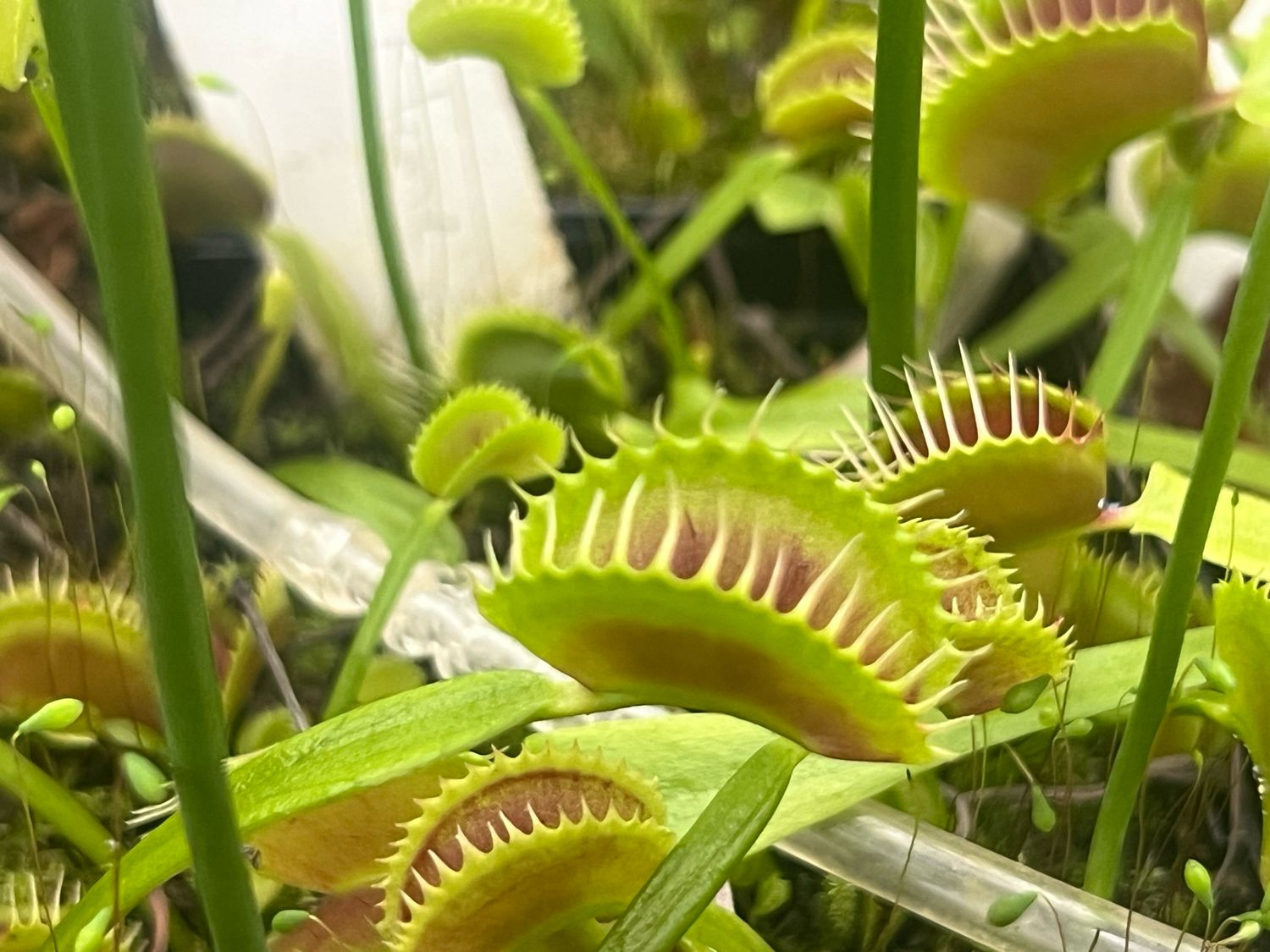 Dionaea muscipula ''BCP X-11’ (small)
