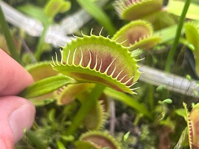 Dionaea muscipula &#39;&#39;BCP X-11’ (small)