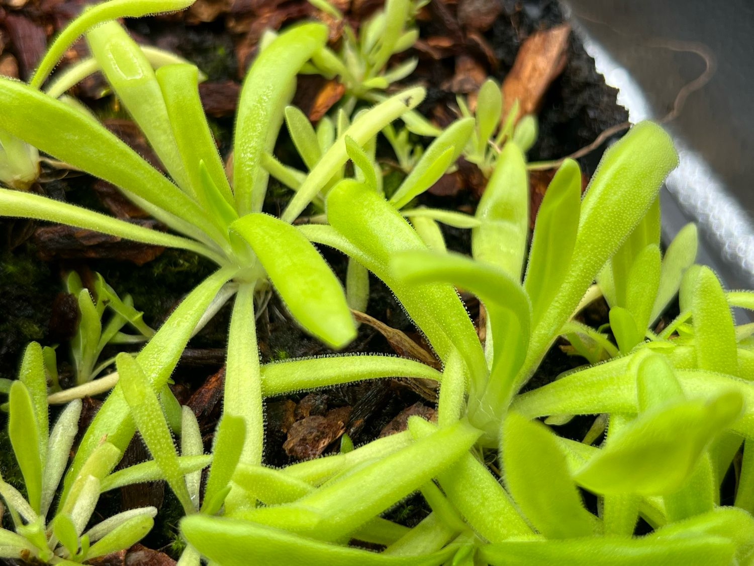 Pinguicula Pink Moon (small) Limited!