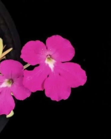 Pinguicula Pink Moon (small) Limited!