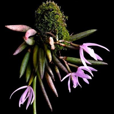 Leptotes unicolor Orchid - Miniature! 