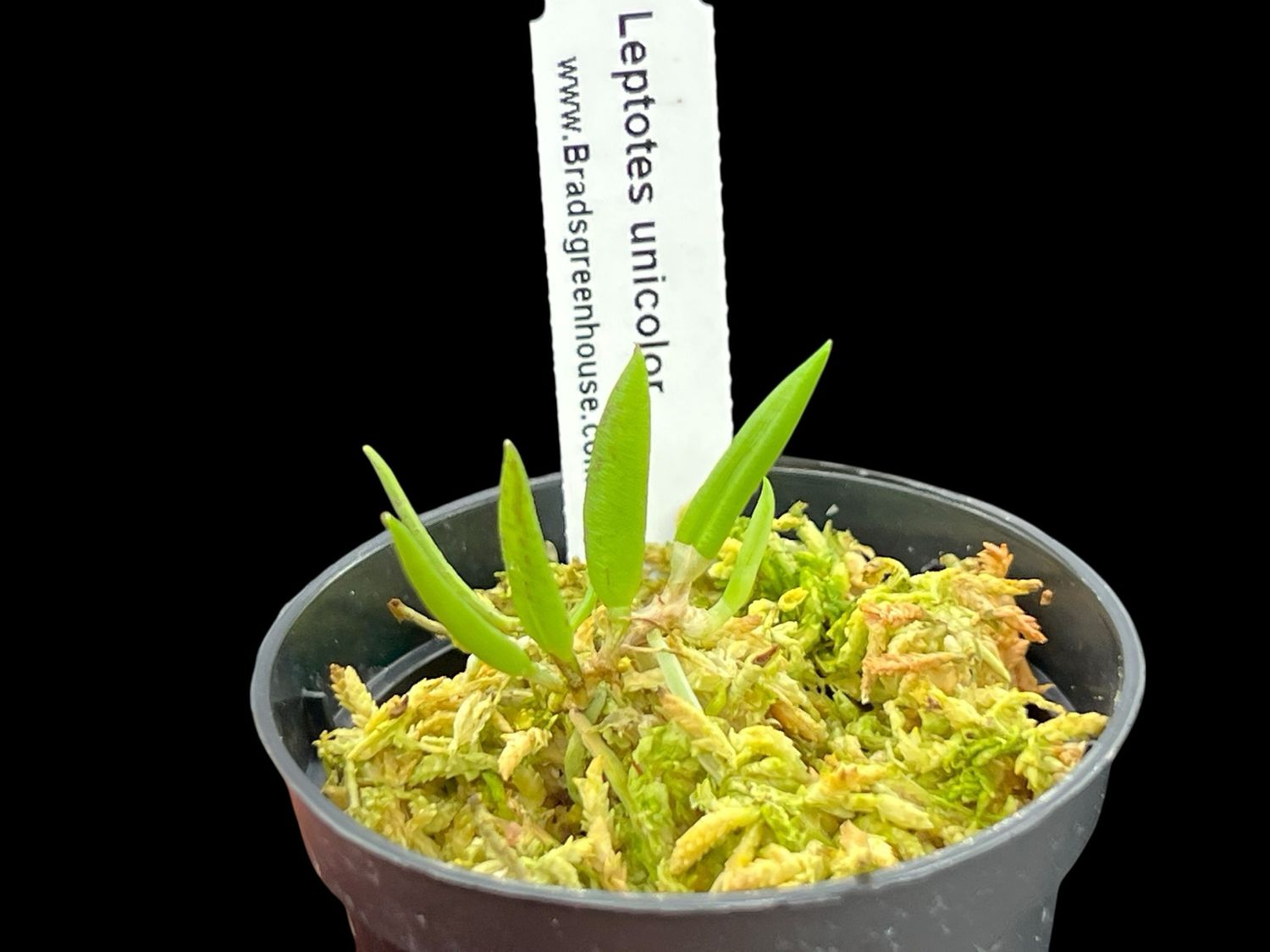 Leptotes unicolor Orchid - Miniature! 