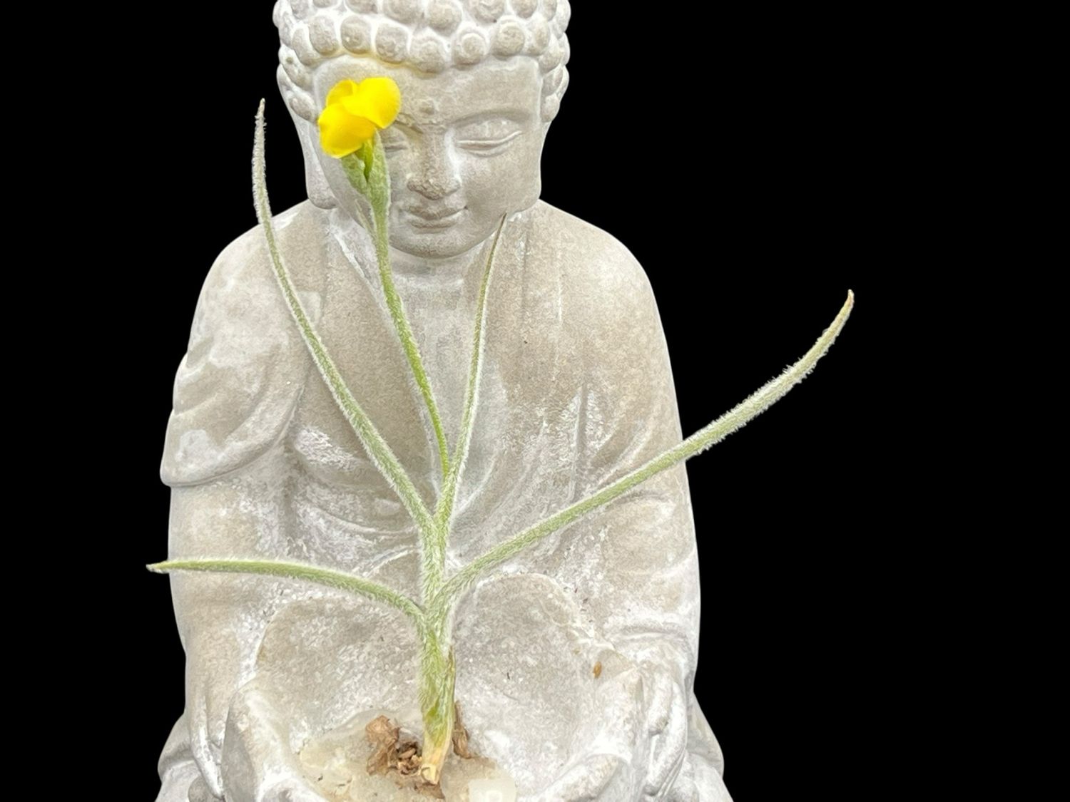 Tillandsia crocata - Dwarf Yellow Fragrant Flowers -Rare! 