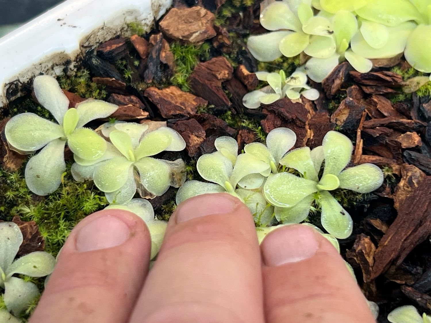 Pinguicula ANPA A(small) Limited!