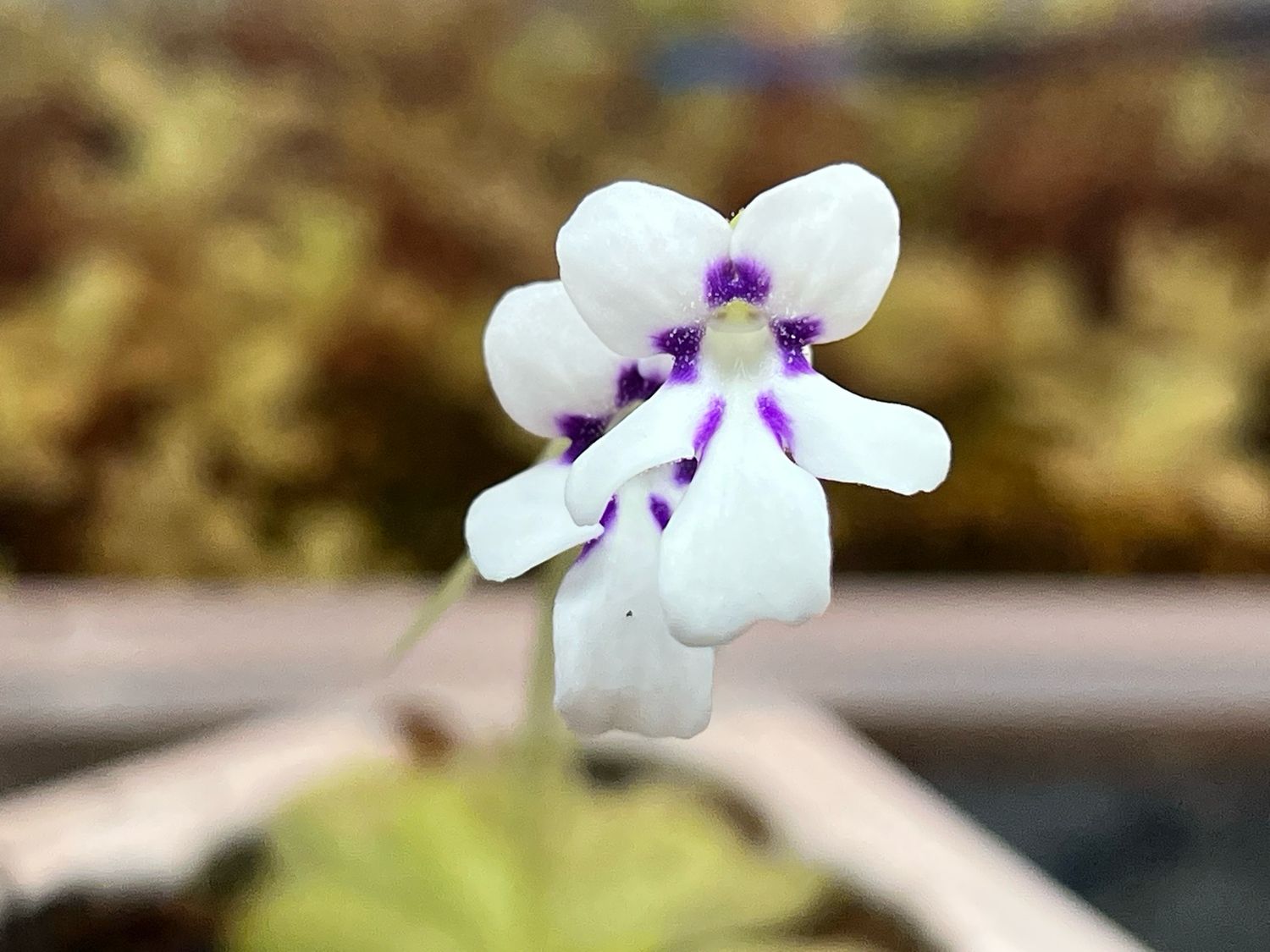Pinguicula ANPA (small) Limited!