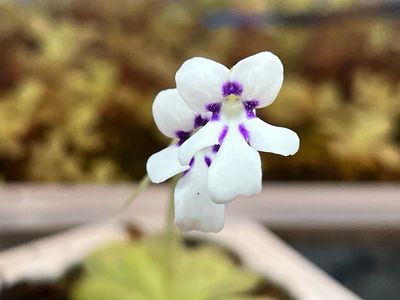 Pinguicula ANPA A(small) Limited!